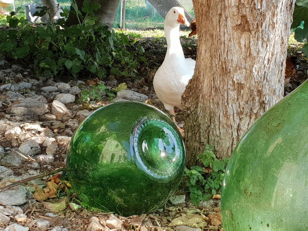 B & B La Primavera Pergola Ngoại thất bức ảnh